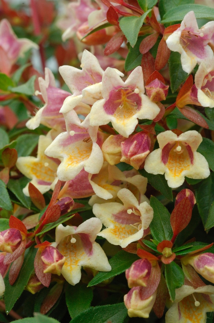 Sunny Anniversary® - Abelia x grandiflora 'Minduo1' PP24445, Can 5236 from RFGN readingfeedandgardennew Upgrade