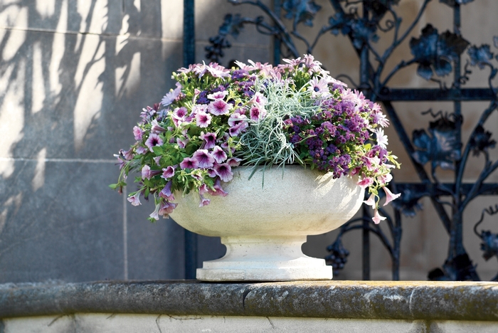 Flossflower - Ageratum hybrid 'Artist® Purple' from RFGN readingfeedandgardennew Upgrade