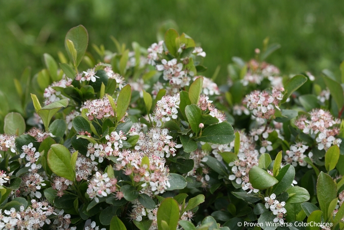 'Low Scape Mound®' Chokeberry - Aronia melanocarpa from RFGN readingfeedandgardennew Upgrade