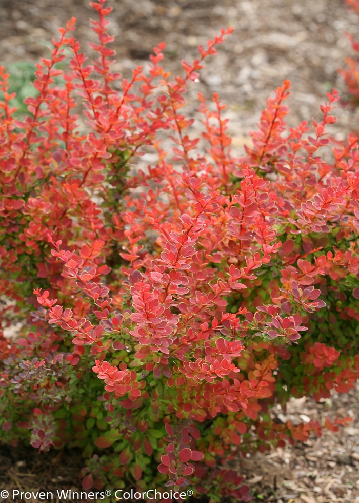 Sunjoy&reg; Barberry - Berberis thunbergii 'Tangelo' from RFGN readingfeedandgardennew Upgrade