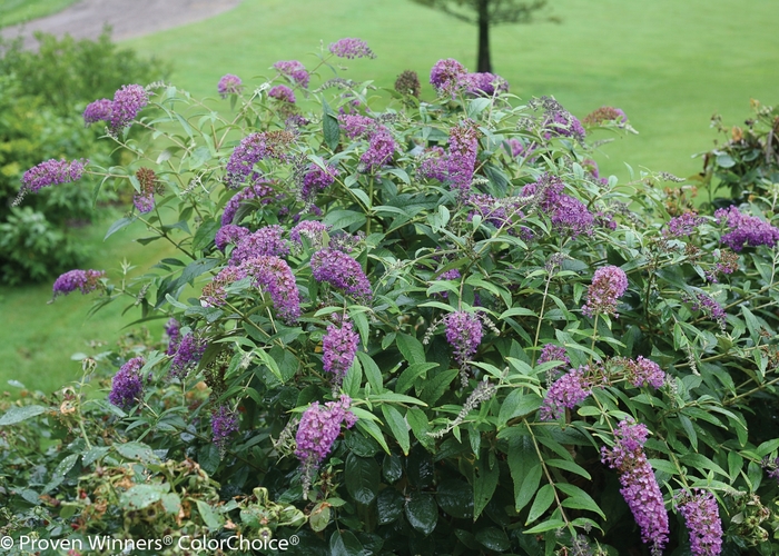 Lo and Behold® Purple Haze - Buddleia x from RFGN readingfeedandgardennew Upgrade