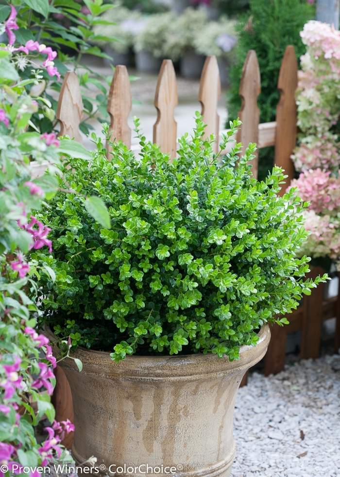Sprinter® Boxwood - Buxus microphylla 'Bulthouse' PP25896 Can PBRAF (Boxwood) from RFGN readingfeedandgardennew Upgrade