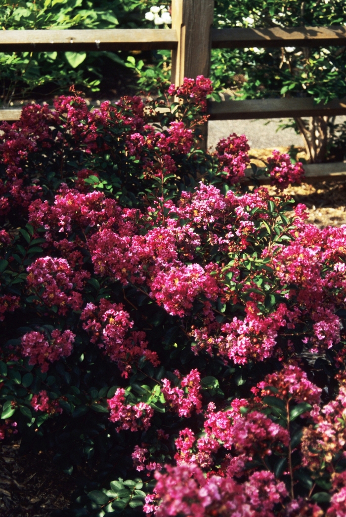Crapemyrtle - Lagerstroemia indica 'Velma Royal Delight' from RFGN readingfeedandgardennew Upgrade