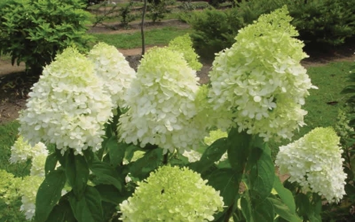 'Limelight' - Hydrangea paniculata (Panicle Hydrangea) from RFGN readingfeedandgardennew Upgrade