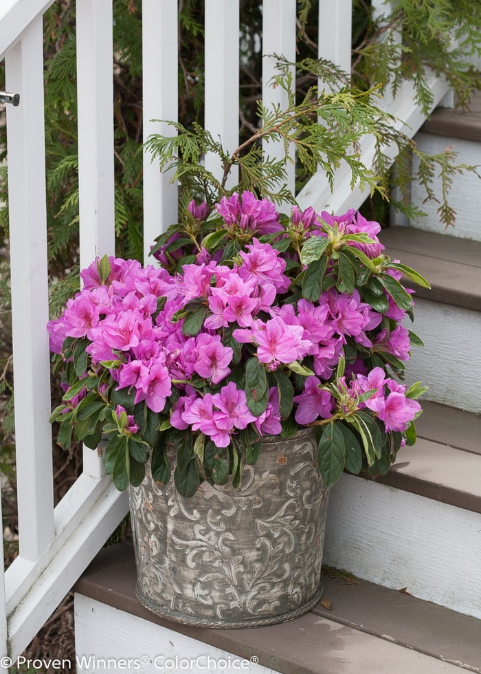 Bloom-A-Thon® Lavender - Rhododendron hybrid from RFGN readingfeedandgardennew Upgrade