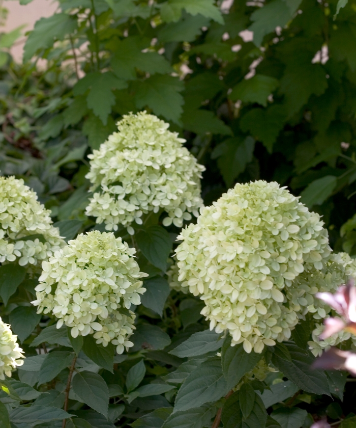 Hardy Hydrangea - Hydrangea paniculata 'Little Lime' from RFGN readingfeedandgardennew Upgrade