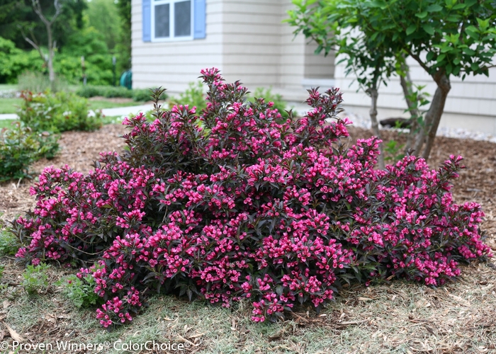 Weigela - Weigela florida 'Spilled Wine' from RFGN readingfeedandgardennew Upgrade