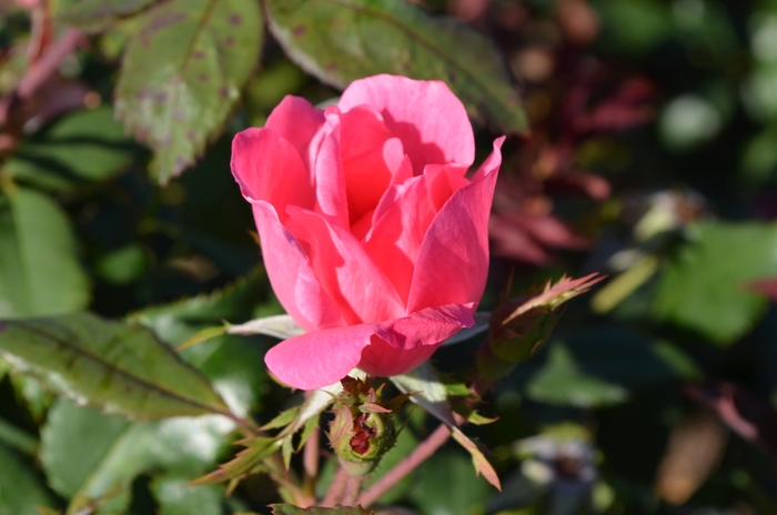 Pink Knock Out&reg; - Rosa 'Radcon' from RFGN readingfeedandgardennew Upgrade