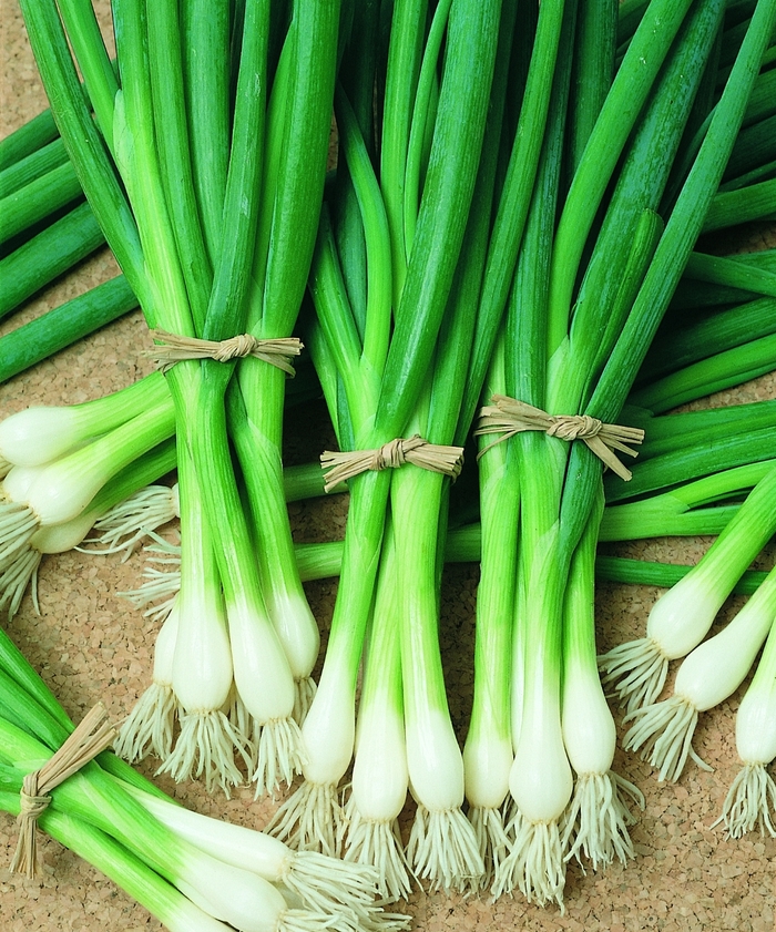 Bunching Onion - Allium fistulosum 'Warrior' from RFGN readingfeedandgardennew Upgrade