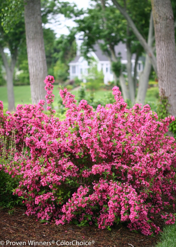 Sonic Bloom® 'Pink' - Weigela florida (Reblooming Weigela) from RFGN readingfeedandgardennew Upgrade