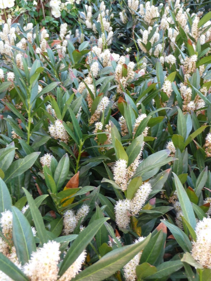 English Cherry Laurel - Punus laurocerasus 'Otto Luyken' from RFGN readingfeedandgardennew Upgrade