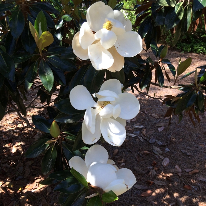 'Little Gem' - Magnolia grandiflora from RFGN readingfeedandgardennew Upgrade