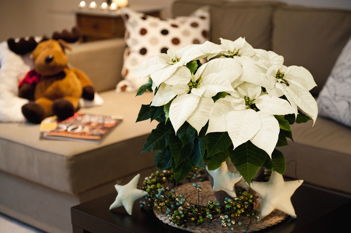 'Glace' - White Poinsettia from RFGN readingfeedandgardennew Upgrade