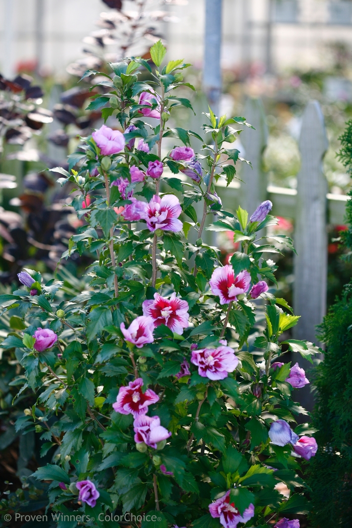 Purple Pillar® - Hibiscus syriacus from RFGN readingfeedandgardennew Upgrade