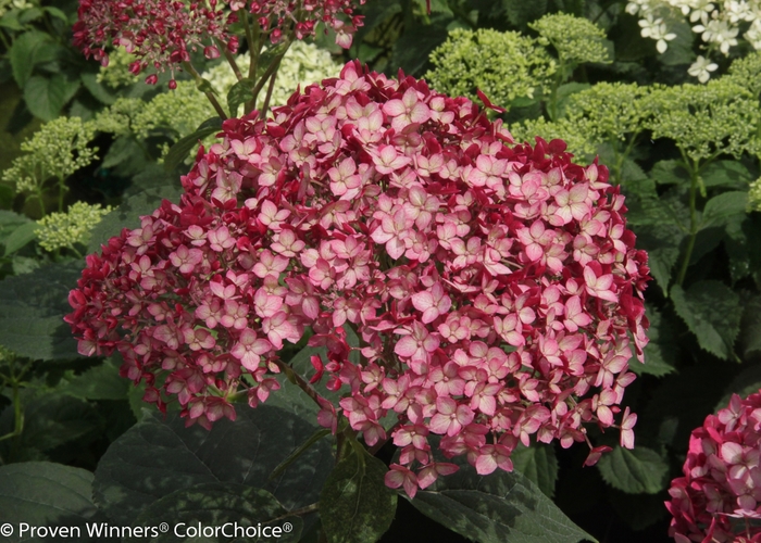 Invincibelle® 'Ruby' - Hydrangea arborescens (Smooth Hydrangea) from RFGN readingfeedandgardennew Upgrade
