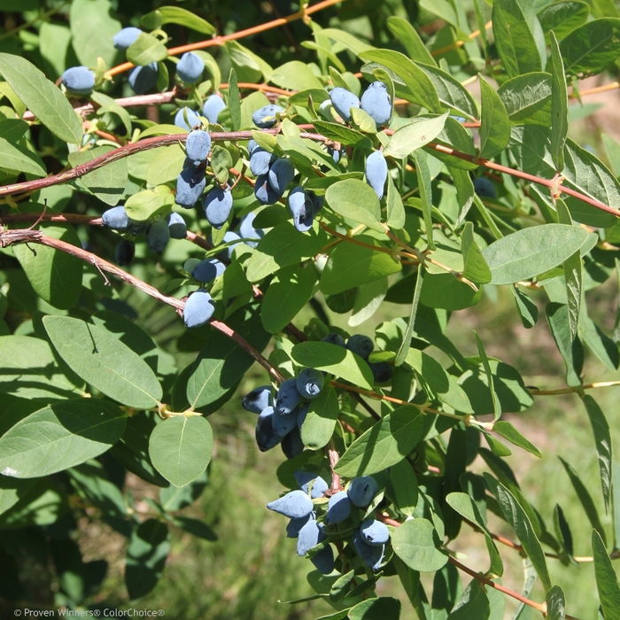 Yezberry® 'Solo™' - Lonicera caerulea (Japanese Haskap) from RFGN readingfeedandgardennew Upgrade