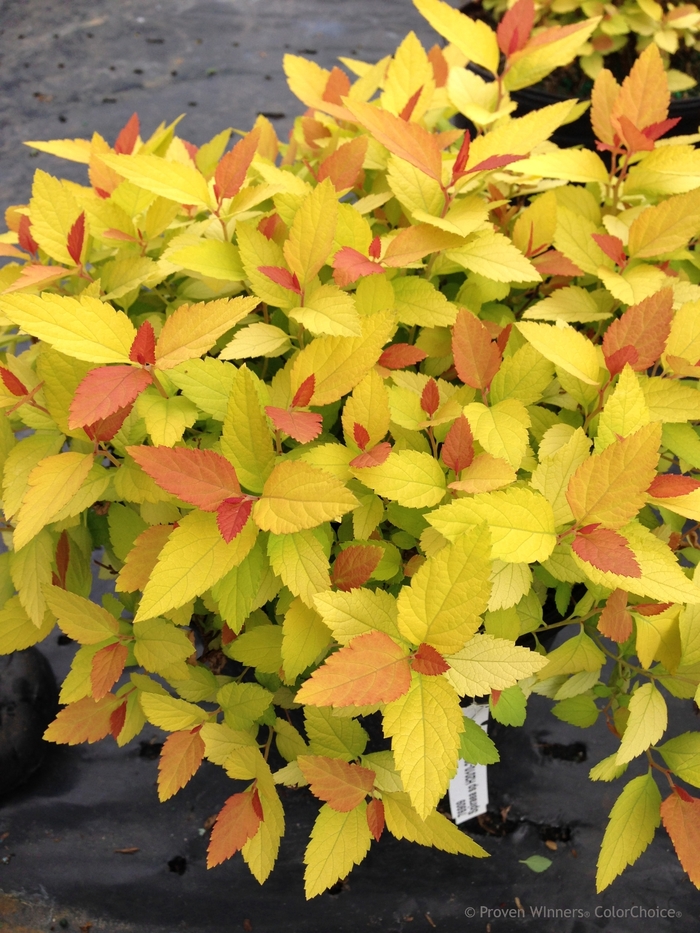 Double Play® 'Candy Corn®' - Spiraea japonica (Spirea) from RFGN readingfeedandgardennew Upgrade