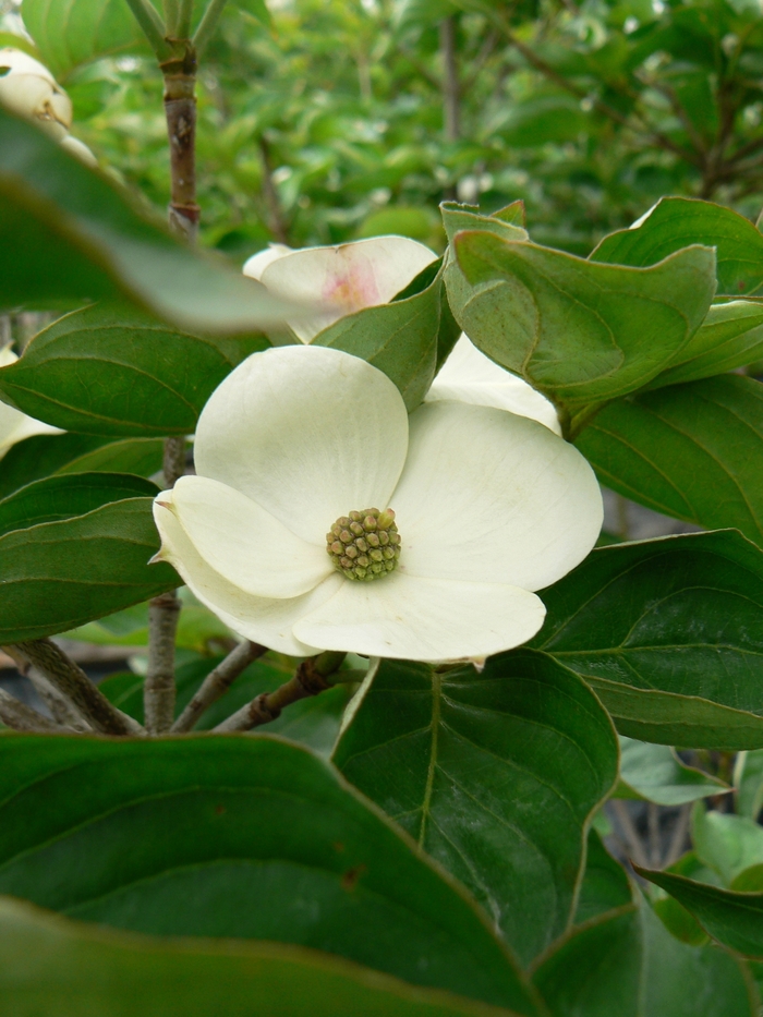 Venus&reg; Chinese Flowering Dogwood - Cornus kousa ''Venus&reg;'' KN30-8 (Chinese Flowering Dogwood) from RFGN readingfeedandgardennew Upgrade