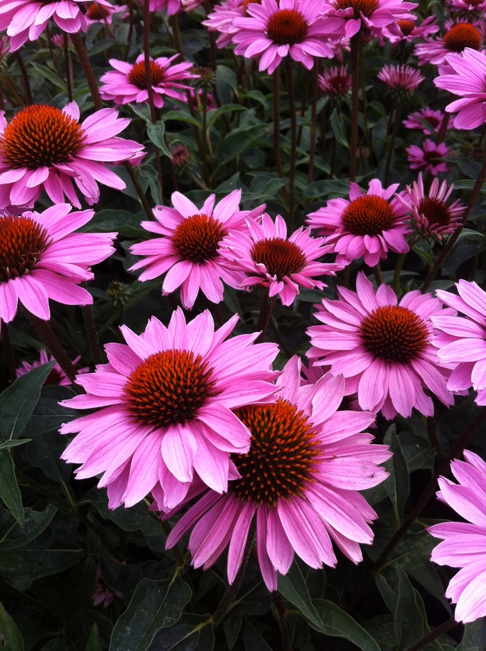 Big Sky™ 'Double Pink' - Echinacea purpurea (Coneflower) from RFGN readingfeedandgardennew Upgrade