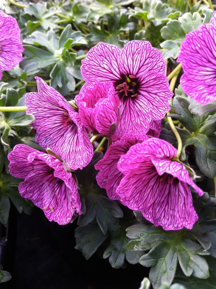 Dwarf Cransebill - Geranium cinereum 'Lawrence Flatman' from RFGN readingfeedandgardennew Upgrade