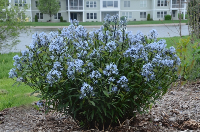 Amsonia 'Storm Cloud' - Amsonia tabernaemontana 'Storm Cloud' (Bluestar) from RFGN readingfeedandgardennew Upgrade