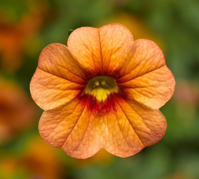 Million Bells - Calibrachoa 'Callie® Apricot' from RFGN readingfeedandgardennew Upgrade