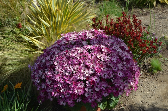 Senetti&reg; 'Ruby Red' - Pericallis hybrid 'Ruby Red' from RFGN readingfeedandgardennew Upgrade