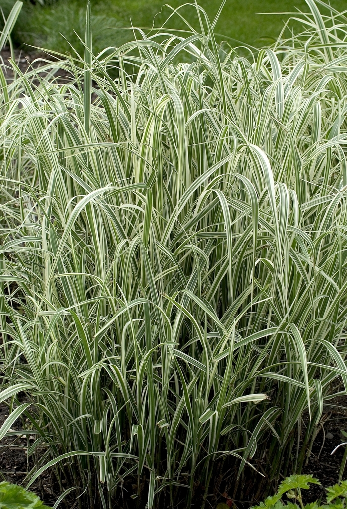 Maiden Grass - Miscanthus sinensis 'Variegatus' from RFGN readingfeedandgardennew Upgrade