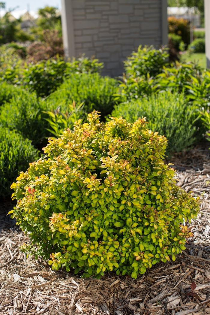 'Limoncello™' Barberry - Berberis thunbergii from RFGN readingfeedandgardennew Upgrade