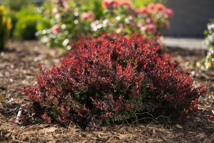 Lambrusco™ Barberry - Berberis thunbergii BailElla from RFGN readingfeedandgardennew Upgrade