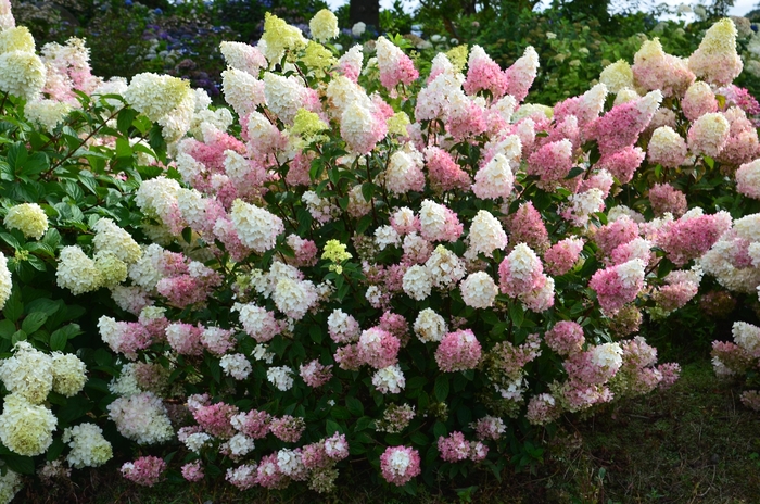 Strawberry Sundae™ Hydrangea - Hydrangea paniculata Rensu from RFGN readingfeedandgardennew Upgrade