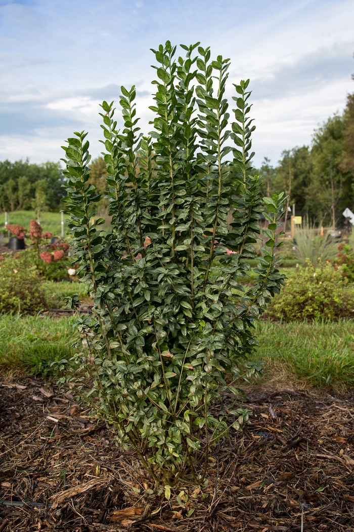 Straight Talk&reg; Privet - Ligustrum vulgare 'Swift' (Privet) from RFGN readingfeedandgardennew Upgrade