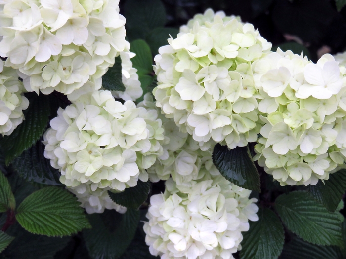 Opening Day™ Doublefile Viburnum - Viburnum plicatum PIIVIB-II from RFGN readingfeedandgardennew Upgrade