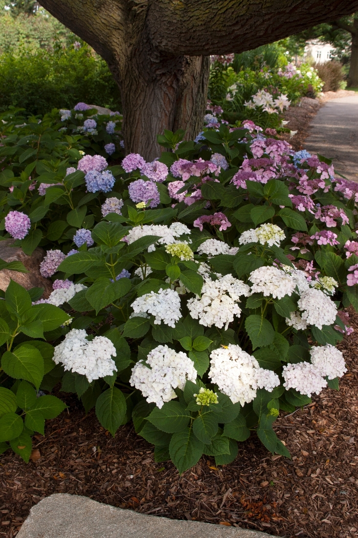Blushing Bride - Hydrangea macrophylla 'Blushing Bride' from RFGN readingfeedandgardennew Upgrade