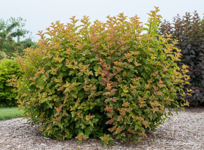 Amber Jubilee™ Ninebark - Physocarpus opulifolius 'Jefam' from RFGN readingfeedandgardennew Upgrade