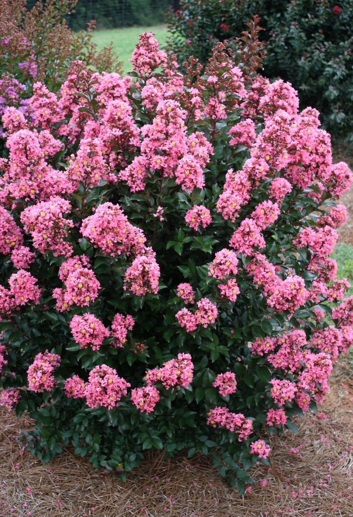 Coral Magic Crape Myrtle - Lagerstroemia Coral Magic from RFGN readingfeedandgardennew Upgrade