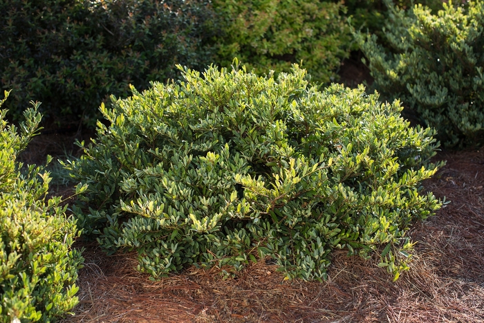 Swing Low&reg; Distylium - Distylium from RFGN readingfeedandgardennew Upgrade