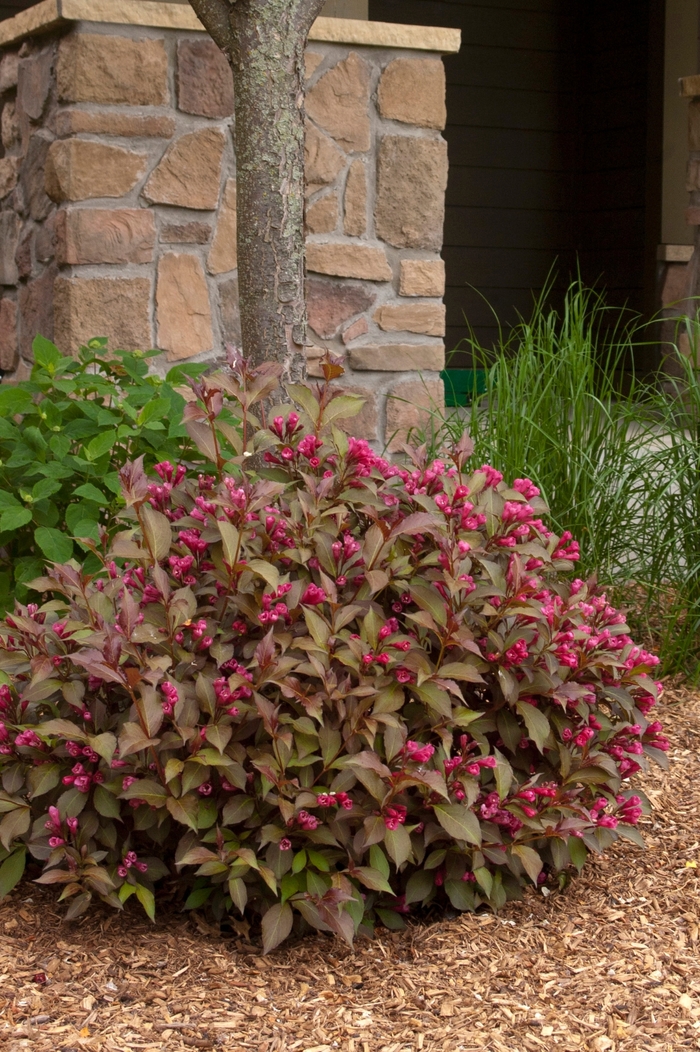 Shining Sensation™ Weigela - Weigela florida Bokrashine from RFGN readingfeedandgardennew Upgrade