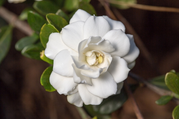 'Double Mint' - Gardenia jasminoides from RFGN readingfeedandgardennew Upgrade