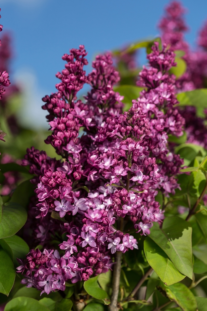 'Virtual Violet™' Lilac - Syringa from RFGN readingfeedandgardennew Upgrade
