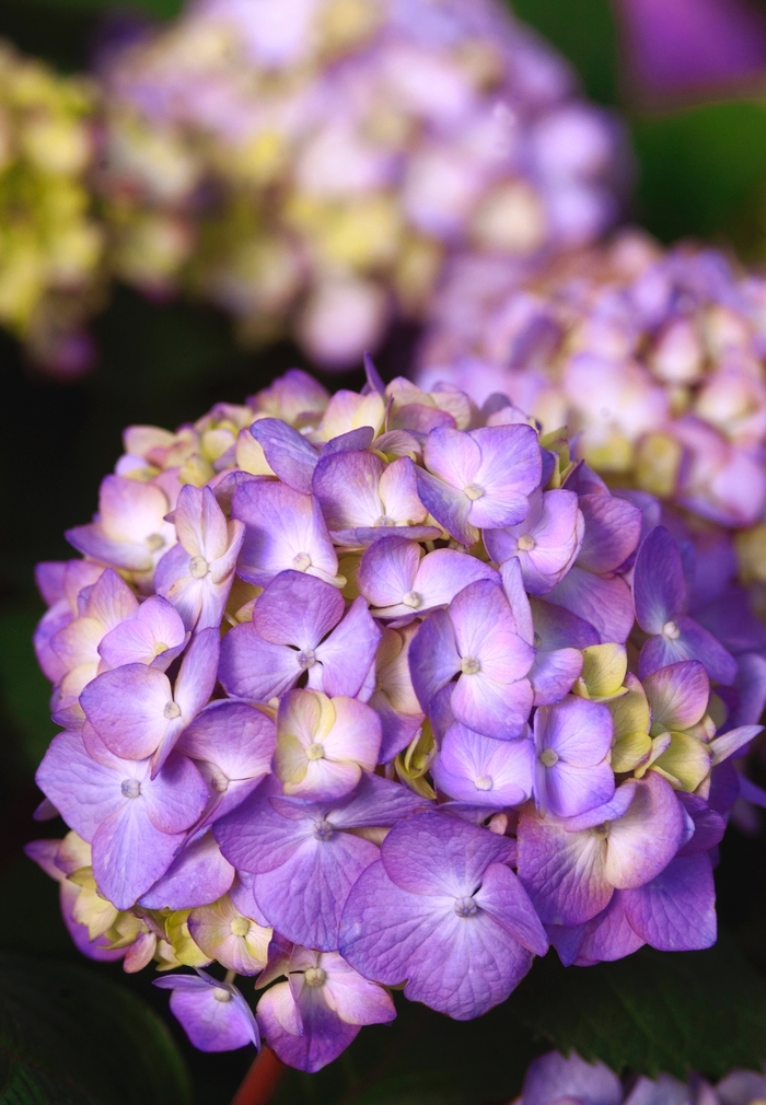 BloomStruck® - Hydrangea macrophylla from RFGN readingfeedandgardennew Upgrade