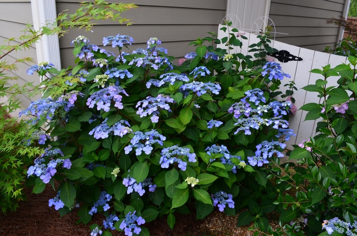 Twist-n-Shout® Bigleaf Hydrangea - Hydrangea macrophylla 'Twist-n-Shout®' from RFGN readingfeedandgardennew Upgrade