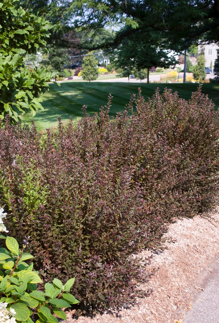 'Little Devil™' Ninebark - Physocarpus opulifolius from RFGN readingfeedandgardennew Upgrade