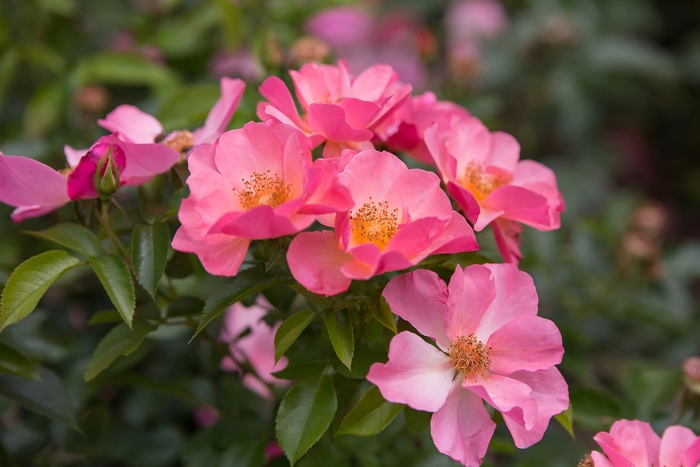 Easy Elegance® 'All the Rage' - Rosa 'BAIrage' PP19945 from RFGN readingfeedandgardennew Upgrade