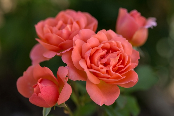 Easy Elegance® Sweet Fragrance - Rosa (Rose) from RFGN readingfeedandgardennew Upgrade