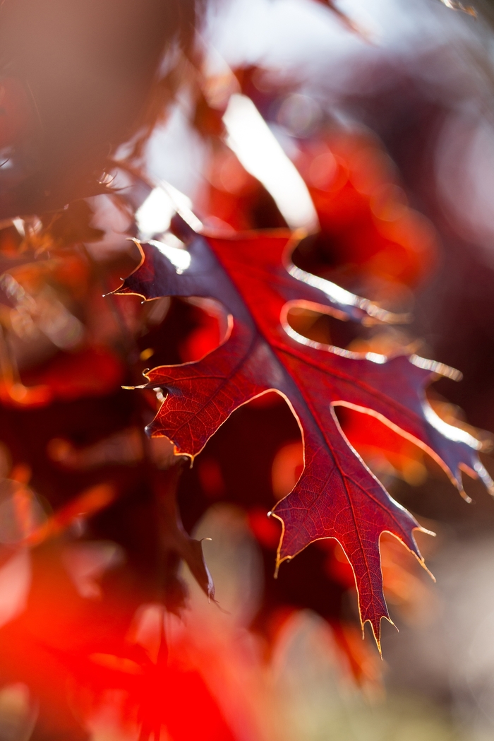 Majestic Skies™ Northern Pin Oak - Quercus ellipsoidalis from RFGN readingfeedandgardennew Upgrade