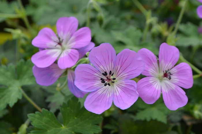 Cranesbill - Geranium 'Bloom Time' from RFGN readingfeedandgardennew Upgrade