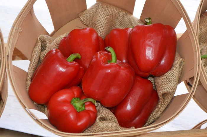 Red Bell Pepper - Capsicum annuum from RFGN readingfeedandgardennew Upgrade