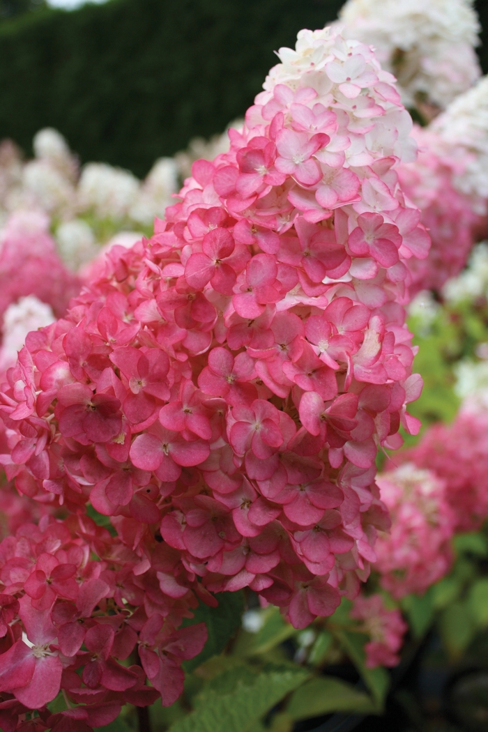 Vanilla Strawberry&trade; Hydrangea - Hydrangea paniculata Renhy from RFGN readingfeedandgardennew Upgrade