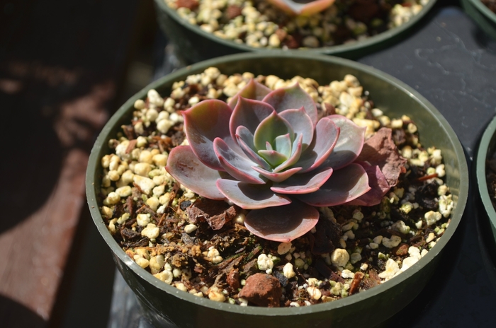 Echeveria - Echeveria 'Cassyz Winter' from RFGN readingfeedandgardennew Upgrade